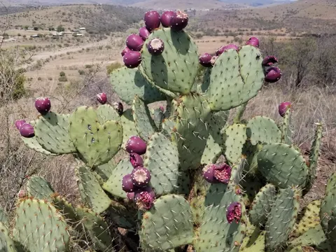 Prickly Pear
