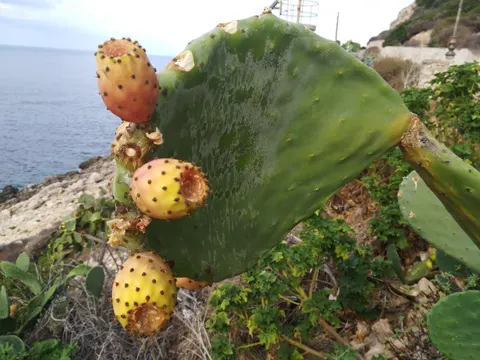 Prickly Pear