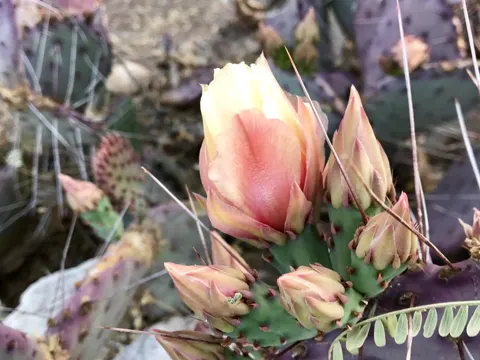Black-spined Prickly Pear
