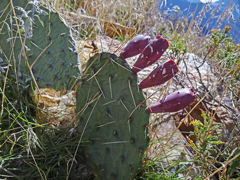 Twistspine Pricklypear
