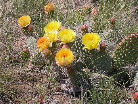 Little-spined Prickly Pear
