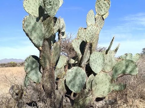 Opuntia robusta