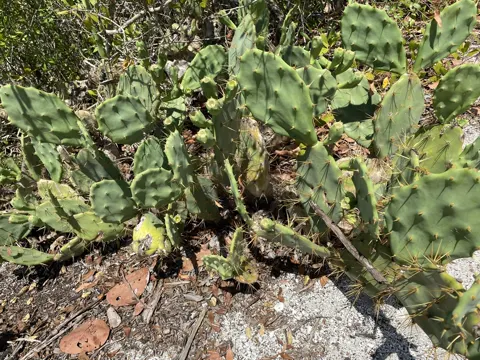 Erect Prickly Pear