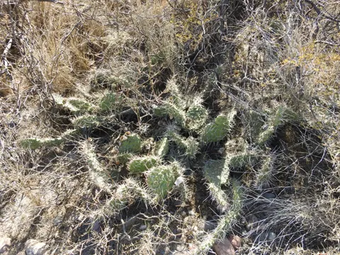 Opuntia sulphurea