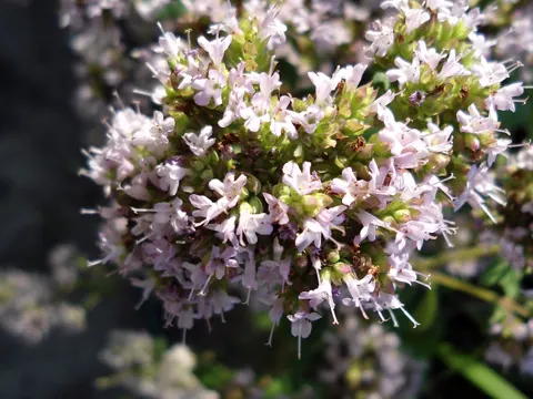 Pot Marjoram