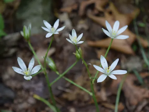 Garden Star-of-Bethlehem
