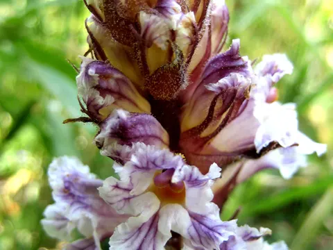 Bean Broomrape