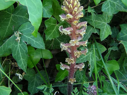 Ivy Broomrape