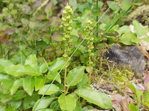 One-flowered Wintergreen