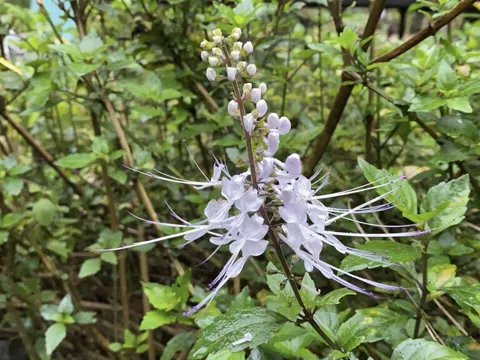 Cat's Whiskers