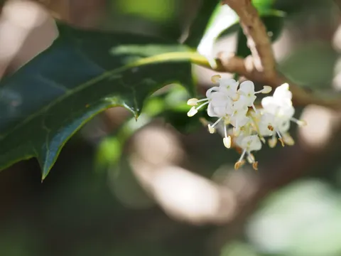 Holly Osmanthus