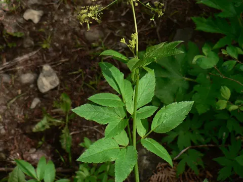 Osmorhiza occidentalis