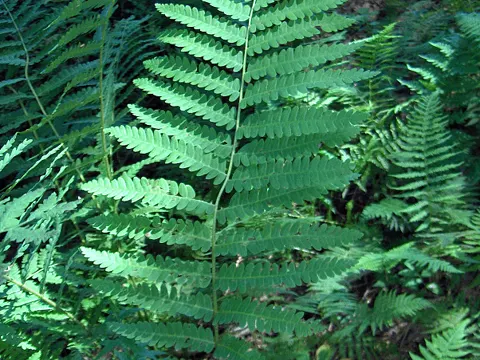 Interrupted Fern