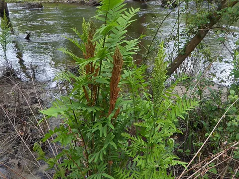Royal Fern