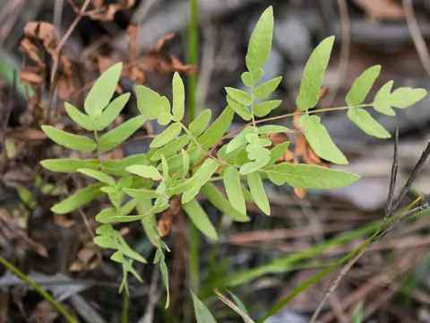 Royal Fern