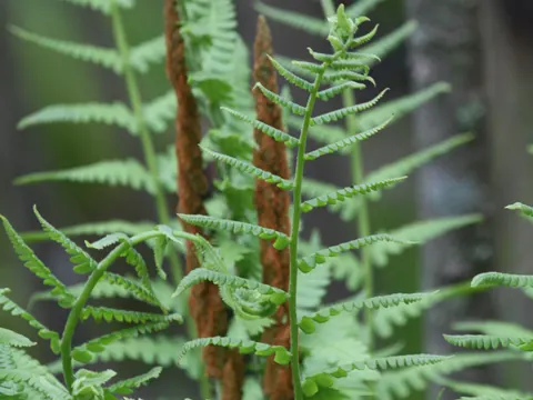 Cinnamon Fern