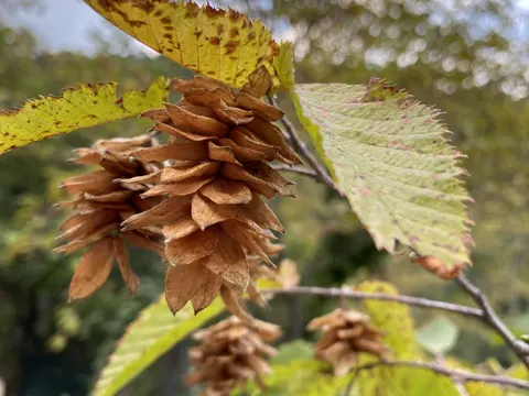 European Hop-hornbeam