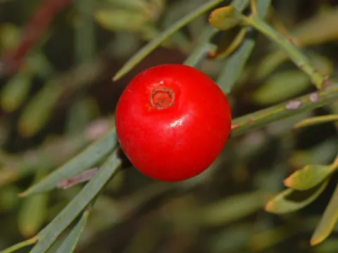 Poet's Cassia