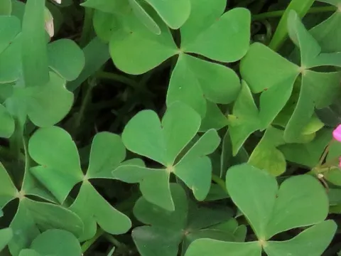 Pink-sorrel
