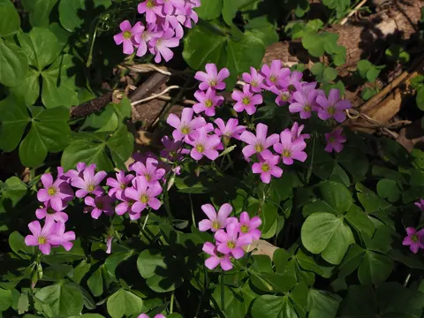 Creeping Woodsorrel