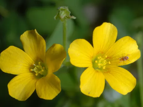 Sussex Yellow-sorrel
