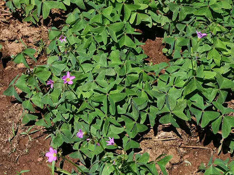 Garden Pink-sorrel