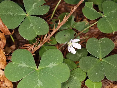Wood Sorrel