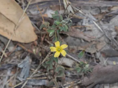 Perennial Oxalis