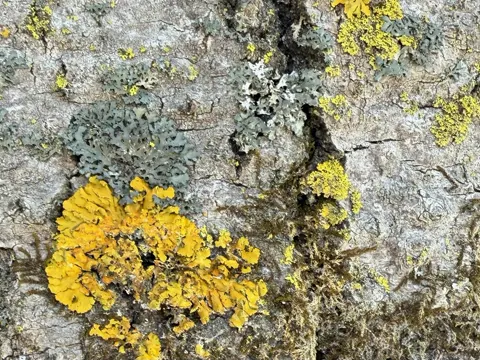Hooded Sunburst Lichen