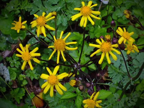 Golden Ragwort