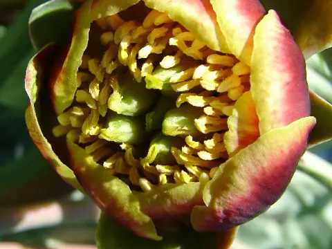 Brown Peony