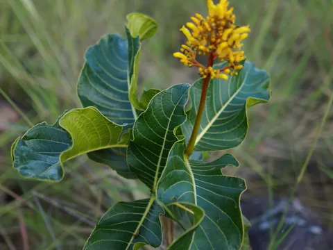 Palicourea