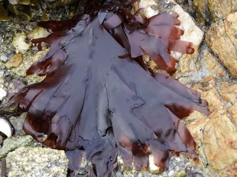 Dulse