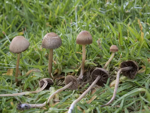 Haymaker Mushroom