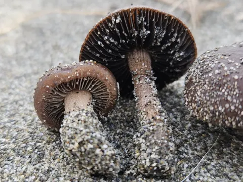 Turf Mottlegill