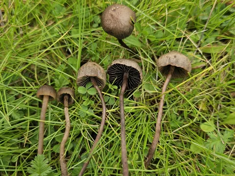 Petticoat Mottlegill