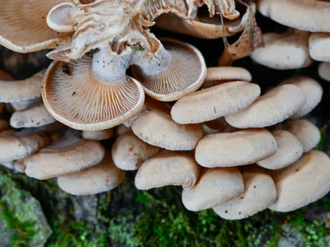 Bitter Oyster