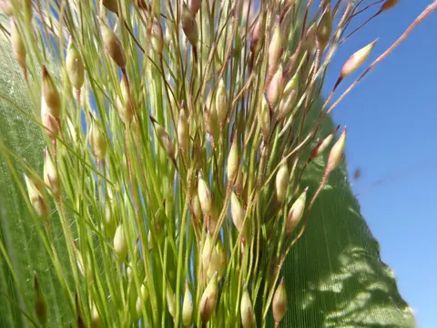 Witchgrass