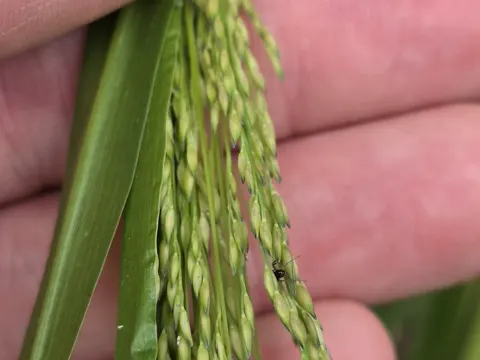 Autumn Millet