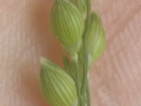Proso Millet