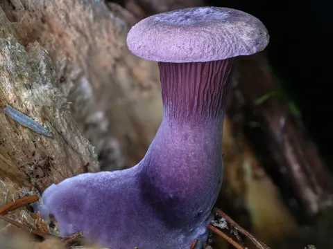 Lilac Oysterling