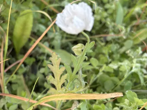 Long-headed Poppy