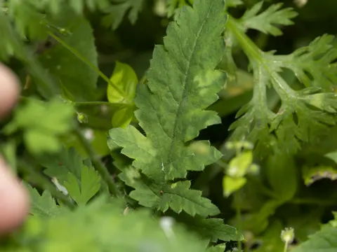 Corn Poppy