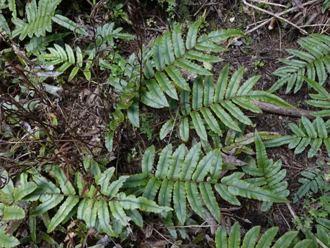 Palm Fern, Crown Fern