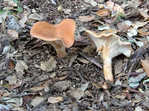 Tawny Funnel Cap
