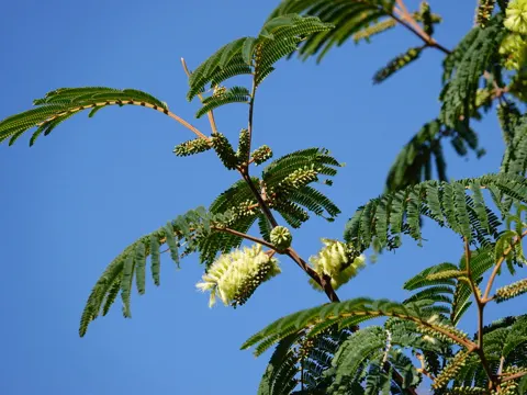 Plume Albizia