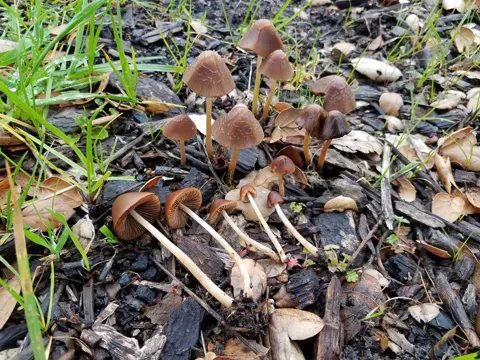 Conical Brittlestem