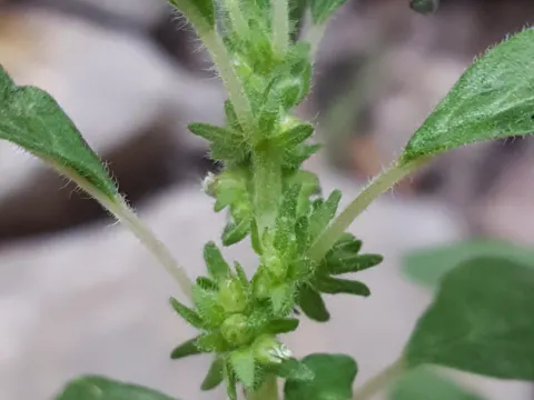 Pennsylvania Pellitory