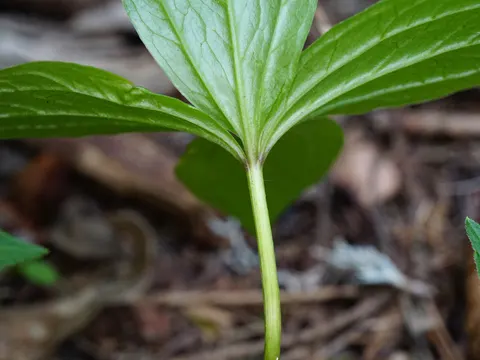 Herb Paris