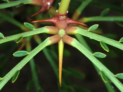 Jerusalem Thorn